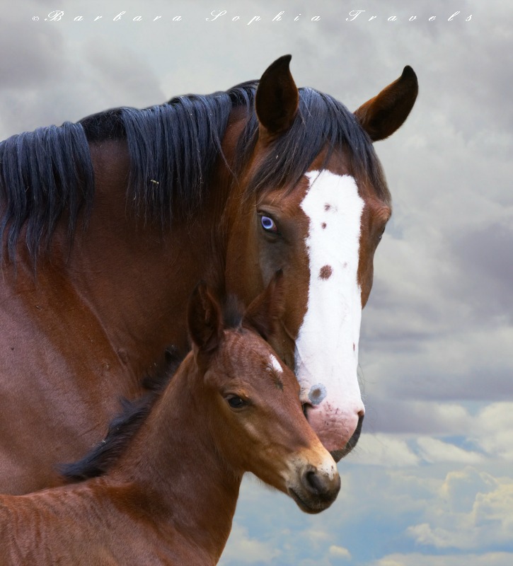Blue-Eyed Mare with Filly