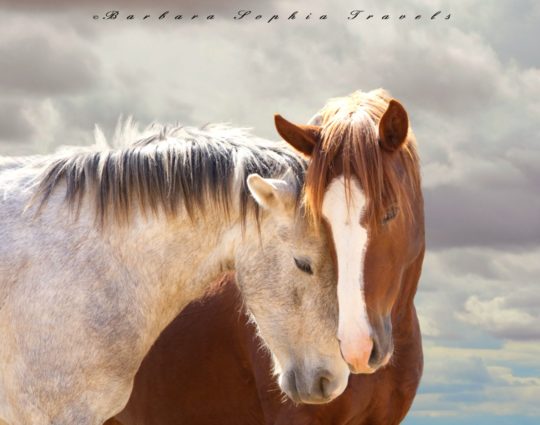 Wild Horse Photography