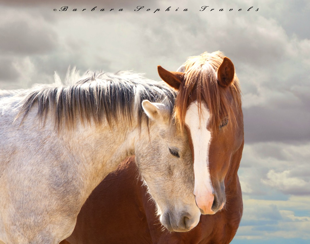 Wild In Love ~ Mare and Stallion