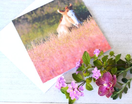 Wild Horse Greeting Cards