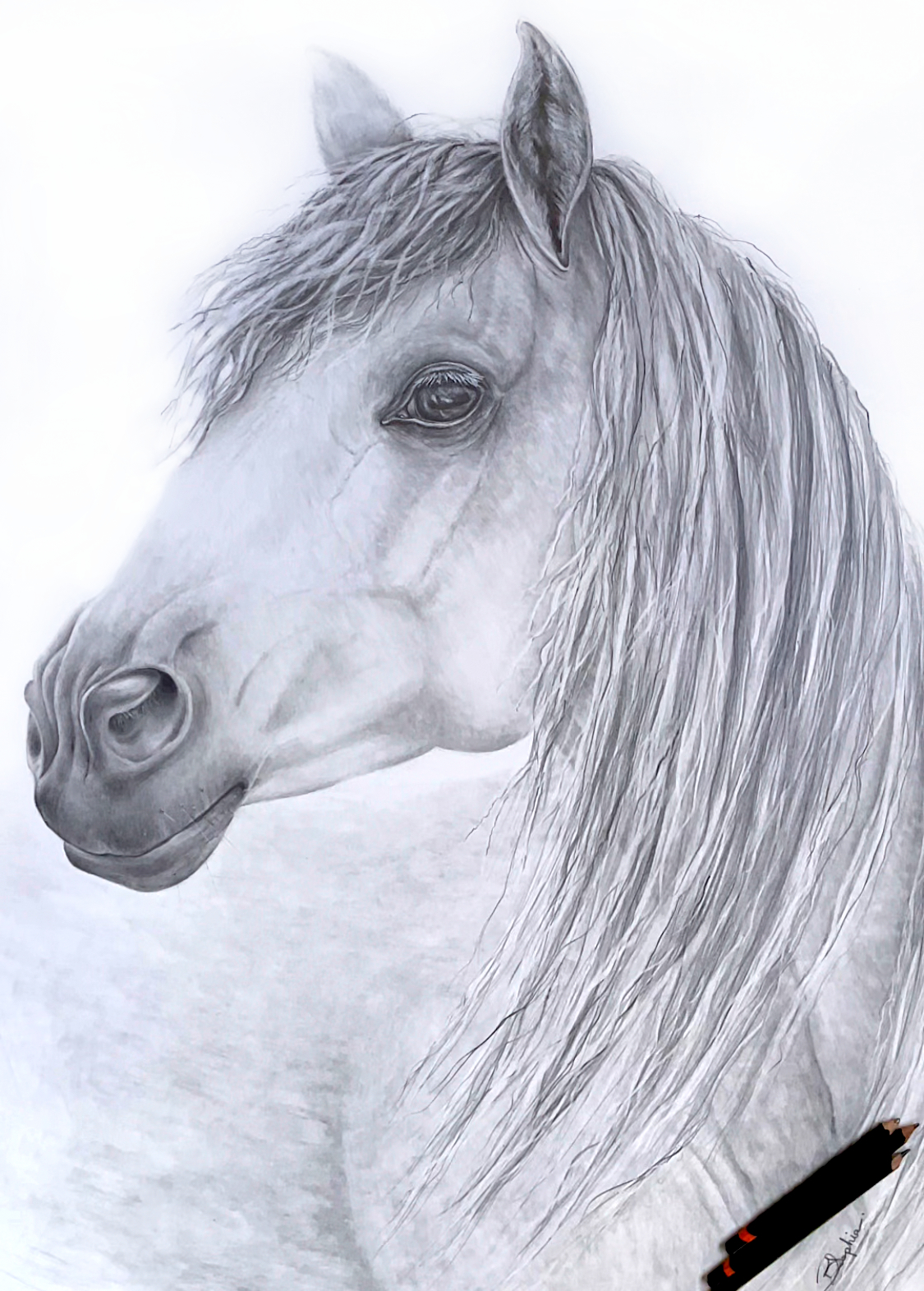 Wild Horse Graphite Drawing